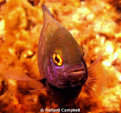 Sealife DC1000-- by Richard Campbell 